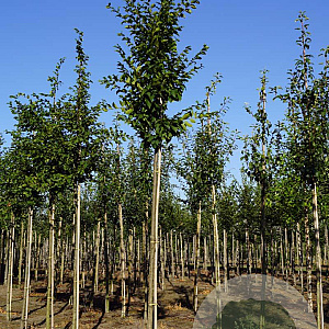 Carpinus bet. 'Frans Fontaine' 14-16 HO draadkluit