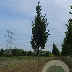 Carpinus bet. 'Lucas' 16-18 HO draadkluit