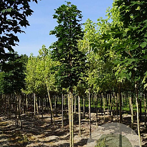 Acer plat. 'Columnare' 12-14 HO draadkluit