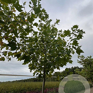 Liriodendron tulipifera 14-16 HO draadkluit