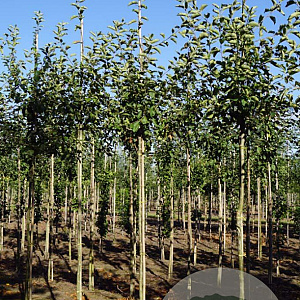 Malus d. 'Jonagold' 10-12 HO draadkluit