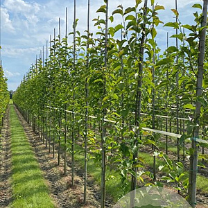 Magnolia kobus 16-18 HO draadkluit