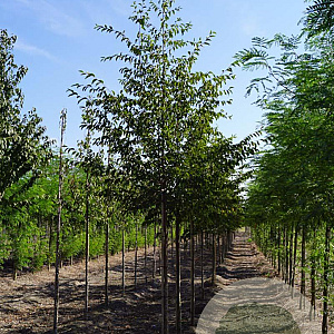 Ostrya carpinifolia 14-16 HO draadkluit