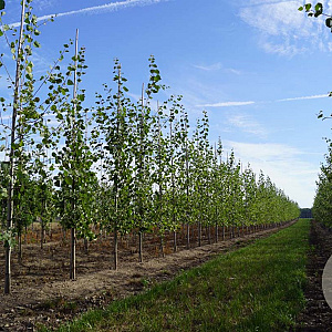 Populus tremula 14-16 HO draadkluit