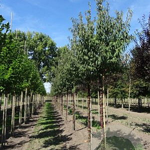 Prunus serrula 12-14 HO draadkluit