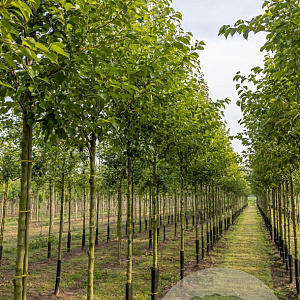 Pyrus calleryana 'Chanticleer' 12-14 HO draadkluit