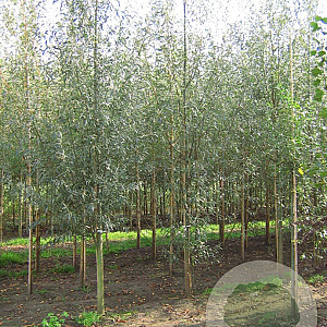 Salix alba 'Belders' 20-25 HO draadkluit