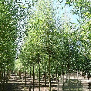 Salix alba 'Chermesina' 20-25 HO draadkluit