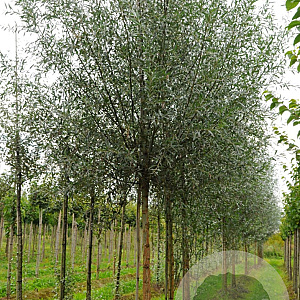 Salix alba 12-14 HO draadkluit
