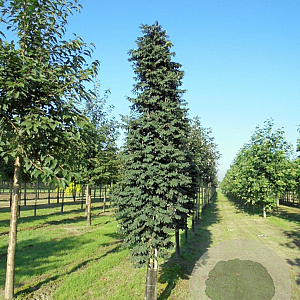 Sorbus thur. 'Fastigiata' 12-14 HO draadkluit