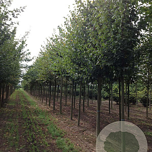 Tilia europaea 'Pallida' 20-25 HO draadkluit