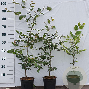 Fagus sylvatica 60-80 cm 2,5L