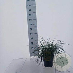 Deschampsia cesp. 'Tardiflora' 35-45 cm 3,0L