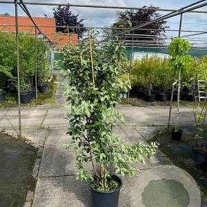 Elaeagnus ebbingei 150-175 cm 20L