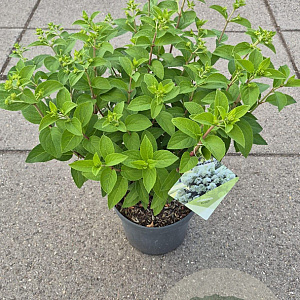 Hydrangea pan. Bobo 20-25 cm 5,0L