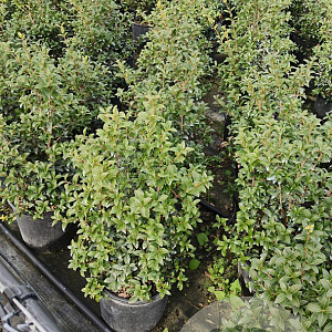Osmanthus burkwoodii 50-60 cm 10L