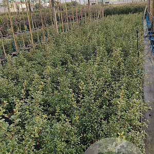 Osmanthus burkwoodii 50-60 cm 10L