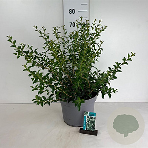 Osmanthus burkwoodii 60-80 cm 10L