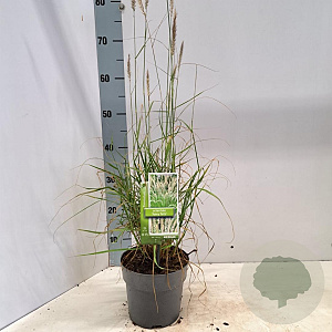 Pennisetum or. 'Fairy Tails' 25-30 cm 2,0L