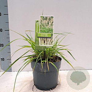 Pennisetum or. 'Fairy Tails' 25-30 cm 2,0L