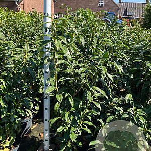Prunus l. Genolia 100-125 cm 10L