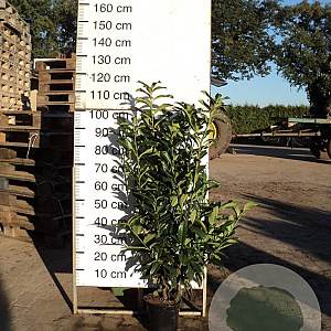 Prunus l. Genolia 80-100 cm 10L