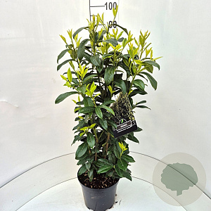 Prunus l. Genolia 80-100 cm 10L