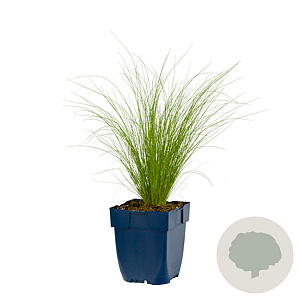 Stipa tenuissima 'Ponytails' GM  P11