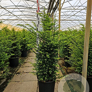 Taxus baccata 100-125 cm 20L