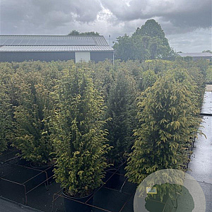 Taxus baccata 100-125 cm 20L