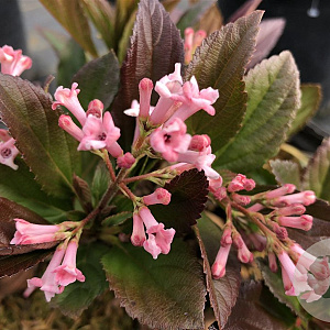 Viburnum Sweet Talker GM 7,5L leverbaar