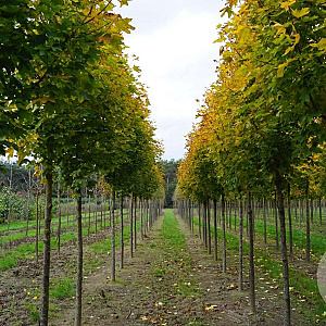 Acer plat. 'Emerald Queen' 18-20 HO draadkluit