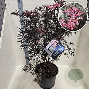 Sambucus nigra Black Lace 100-125 cm 20L meerstammig