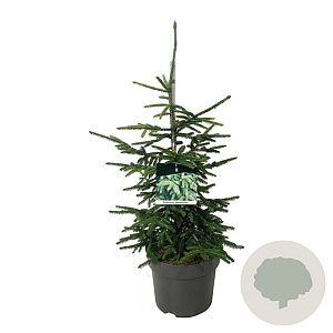 Picea orientalis 'Aureospicata' 50-60 cm 6L
