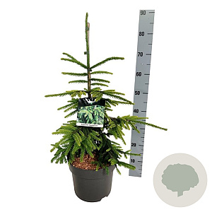 Picea orientalis 'Aureospicata' 50-60 cm 6L