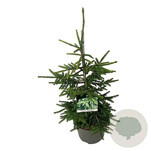 Picea orientalis 'Aureospicata' 50-60 cm 6L