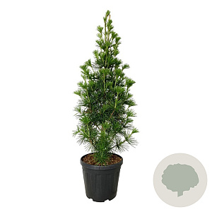Sciadopitys vert. 'Joe Kozey' 100-120 cm 20L