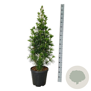 Sciadopitys vert. 'Joe Kozey' 100-120 cm 20L