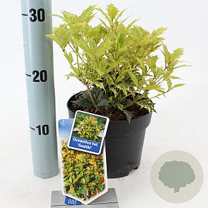Osmanthus heter. 'Goshiki' 20-25 cm 2,0L