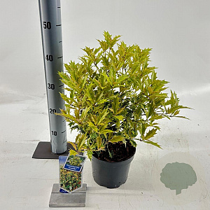 Osmanthus heter. 'Goshiki' 20-25 cm 2,0L
