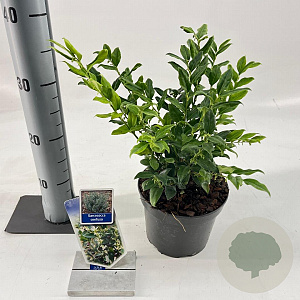 Sarcococca confusa 20-25 cm 2,0L