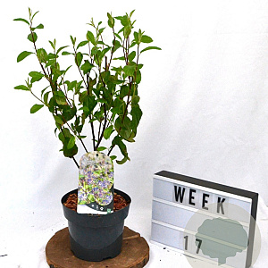 Ceanothus Henri Defosse 40-60 cm 3,0L