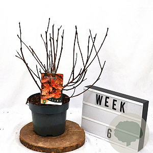 Physocarpus opulif. Diable d'Or 40-60 cm 3,0L