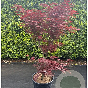 Acer pal. 'Bloodgood' 125-150 cm 30L