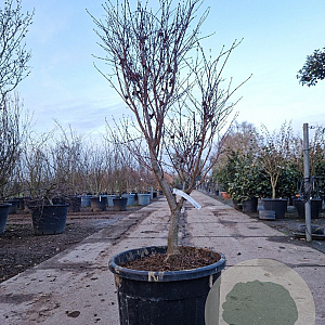 Acer pal. 'Fireglow' 125-150 cm container meerstammig