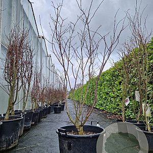 Acer pal. 'Fireglow' 175-200 cm cont. 65L meerstammig