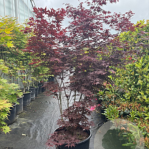 Acer pal. 'Fireglow' 175-200 cm cont. 65L meerstammig