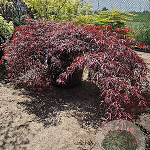 Acer pal. 'Garnet' 20 cm stam container