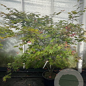 Acer pal. 'Osakazuki' 125-150 cm 20L meerstammig