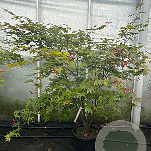Acer pal. 'Osakazuki' 125-150 cm 20L meerstammig